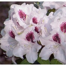 Rhododendron "Calsap"