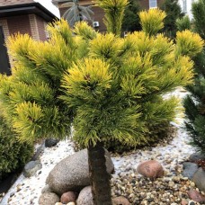 Pinus mugo" Carsten Wintergold"   /  Сосна горная"Карстен  Винтерголд"