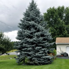 Picea pungens" Glauca"  /   Ель колючая "Глаука"