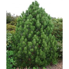 Pinus leucodermis "Compact Gem" / Сосна белокорая (боснийская) " Компакт Джем"