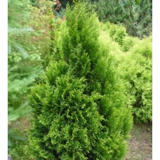 Thuja plicata «Kornik»  /  Туя складчатая «Корник»