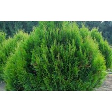 Thuja plicata «Kornik»  /  Туя складчатая «Корник»