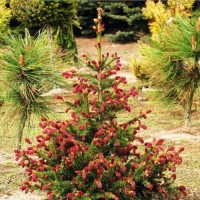 Picea abies "Cruenta"     /     Ель обыкновенная "Круента"