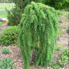 Larix decidua "Pendula"  /  Лиственница Европейская "Пендула "