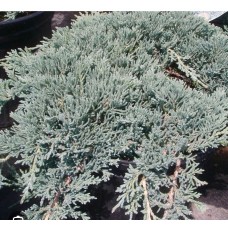 Juniperus horizontalis Icee Blue-Можжевельник горизонтальный Айс Блю