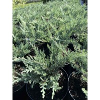 Juniperus horizontalis "Blue Chip"  /  Можжевельник горизонтальный "Блю Чип"