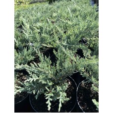 Juniperus horizontalis "Blue Chip"  /  Можжевельник горизонтальный "Блю Чип"