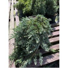 Juniperus horyzontalis "Wiltonii"  /  Можжевельник горизонтальный "Вилтони "