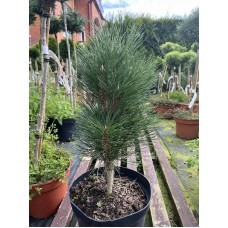 Pinus nigra" Pyramidalis"   /  Сосна черная" Пирамидалис"