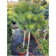Pinus uncinata "Tukan"   /   Сосна крючковатая "Тукан " на штамбе