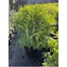 Thuja occidentalis "Globosa Gold" /  Туя западная "Глобоза Голд"