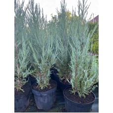 Juniperus scopulorum "Blue Arrow"  /  Можжевельник скальный "Блю Арроу"