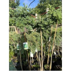 Larix kaempferi "Blue Dwarf"  /    Лиственница японская" Блю Дварф" на штамбе