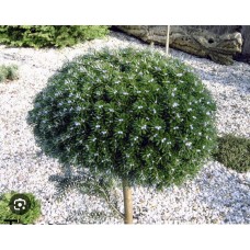 Abies koreana Kristall Kugel Pa - Пихта корейская  Кристалл  Кюгель на штамбе