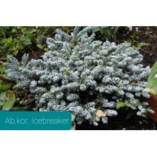 Abies koreana «Kohouts Icebreaker» - Пихта корейская Айсбекер