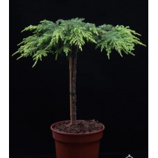 Juniperus communis Lemon Carpet  Pa - Можжевельник обыкновенный ''Лемон Карпет'' на штамбе 