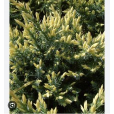 Juniperus squamata Dream Joy  Pa- Можжевельник чешуйчатый Дрим Джой  на штамбе