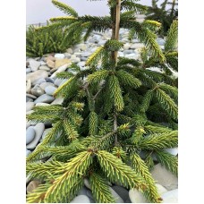 Picea abies" Gold Drift " Pa /        Ель обыкновенная "Голд Дрифт " на штамбе