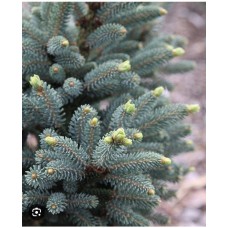Picea likiangensis'' Mittenwald''- Ель лицзянская '' Миттенвальд''