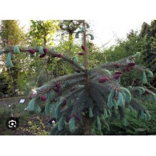 Picea Engelmannii var mexicana ''Pervana''- Ель Энгельмана'' Первана''
