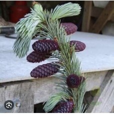 Picea Engelmannii var mexicana ''Pervana''- Ель Энгельмана'' Первана''