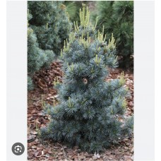 Pinus parviflora Blauer Engel - Сосна мелкоцветная Блауэр Энжел