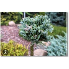  Pinus parviflora Kin-po Pa-  Сосна мелкоцветковая Кин- По на штамбе