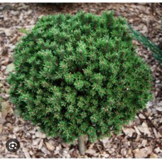 Pinus mugo Kostelnicek- Сосна горная Костельничек