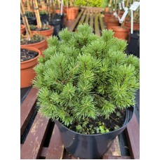 Pinus mugo Kostelnicek- Сосна горная Костельничек
