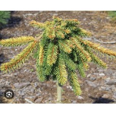 Picea abies" Gold Drift " Pa /        Ель обыкновенная "Голд Дрифт " на штамбе