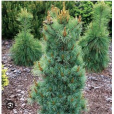 Pinus parviflora "Bonnie Bergman" / Сосна мелкоцветная "Бонни Бергман"