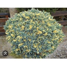 Juniperus squamata Floreant - Можжевельник Чешуйчатый Флореант