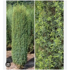 Juniperus communis Hibernica - Можжевельник обыкновенный Хиберника