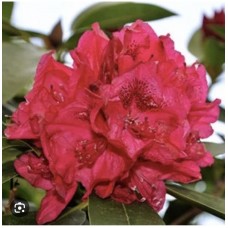 Rhododendron Dotella - Рододендрон Дотелла