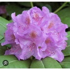 Rhododendron Catawbiense Grandiflorum - Рододендрон Грандифлорум 