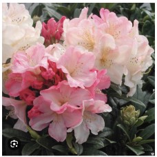 Rhododendron 'Percy Wiseman'- Рододендрон якушиманский Перси Вайзмен