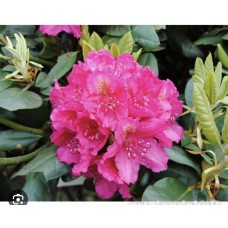 Rhododendron 'Pearces American Beauty'- Рододендрон Пирс Американ Бьюти