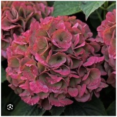 HYDRANGEA MACROPHYLLA RED BARON- ГОРТЕНЗИЯ РЕД БАРОН