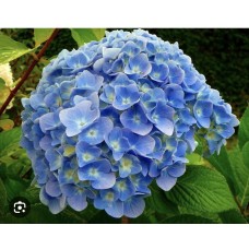 Hydrangea macrophylla Nikko Blue- Гортензия крупнолистная Никко Блю 