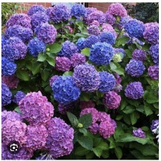 Hydrangea Macrophylla Bouquet Rose  - Гортензия макрофила Букет Роз 