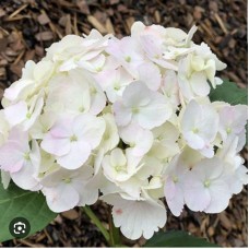 Hydrangea macrophylla Mme Emile Mouillere - Гортензия крупнолистная Мадам Эмиль Мулье