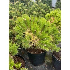 PINUS DENSIFLORA "LOW GLOW"- СОСНА ГУСТОЦВЕТКОВАЯ "Лов Глов"