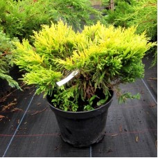 Juniperus horizontalis "Lime Glow"  /   Можжевельник горизонтальный "Лайм Глоу"