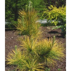 Pinus nigra "Goldfingers "/     Сосна черная "Голдфингерз"