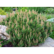  Pinus mugo "Humpy"  /Сосна горная "Хампи"