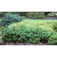 Pinus mugo "Krauskopf"  /  Сосна горная "Краускопф"