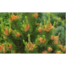 Pinus mugo "Orange Sun"  /  Сосна горная "Орандж сан"