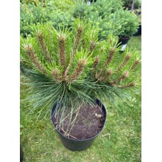 Pinus Mugo "Otto's compact" Pa   /  Сосна черная "Оттос Компакт "  на штамбе