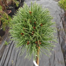 Pinus sylvestris T"reasure" Pa /  Сосна обыкновенная «Трэсурэ » на штамбе