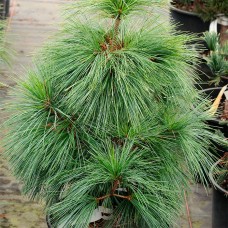   Pinus schwerinii "Wiethorst"      /Сосна шверина" Витхорст"